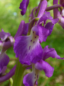 Orchis mascula 'purpurea'